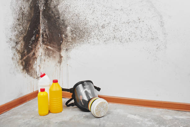 Best Mold Remediation for Schools in Hampton, VA