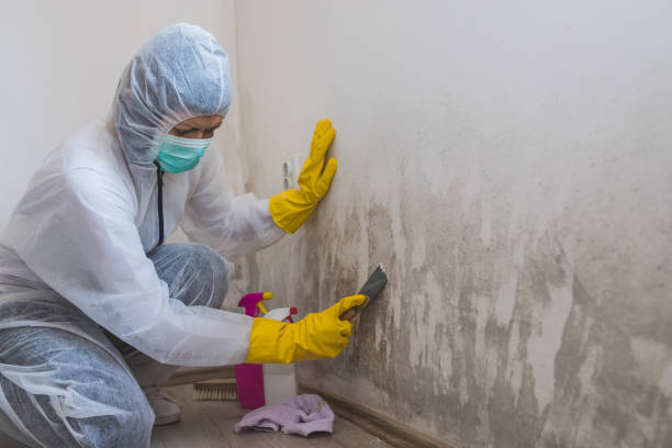 Best DIY Mold Remediation Support Services in Hampton, VA