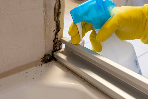 Best Attic Mold Remediation in Hampton, VA