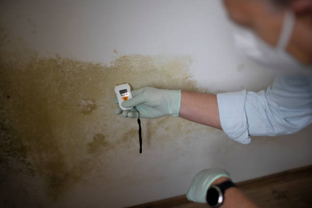 Best Industrial Mold Remediation in Hampton, VA