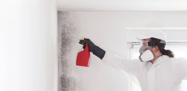 Best White Mold Remediation in Hampton, VA