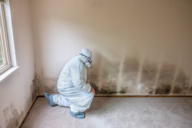 Best Mold Testing and Inspection Services in Hampton, VA