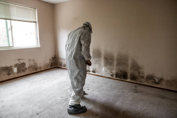 Best Basement Mold Remediation in Hampton, VA