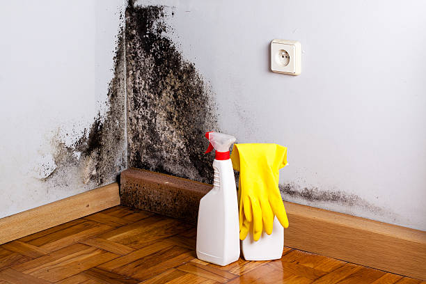 Best Health and Safety Mold Remediation in Hampton, VA
