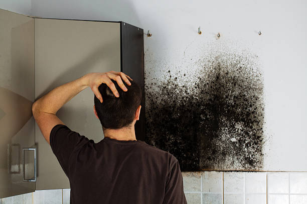 Reliable Hampton, VA Mold Remediation Solutions