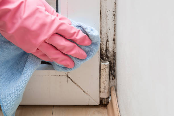 Best Residential Mold Remediation in Hampton, VA