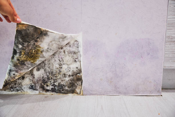 Best Kitchen Mold Remediation in Hampton, VA